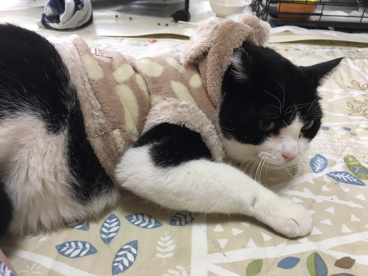 #まとめ総選挙2020 に 亀さんの記事が選ばれました‼︎ 良かったら投票してやって下さい〜‼︎

2020年の傑作トゥギャッターまとめ30＆まとめ総選挙 投票→ togetter.com/special/matome… 

虐待されて傷だらけの猫を保護してから一ヶ月がたちました。togetter.com/li/1471783