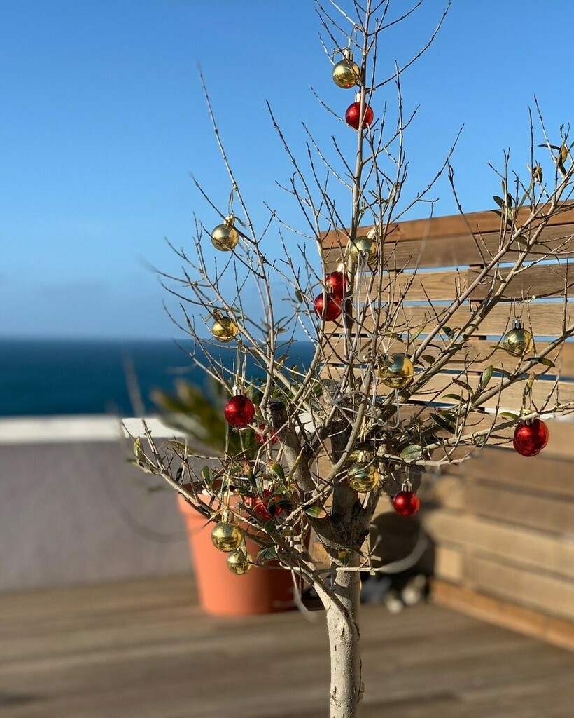 Mit dieser Erinnerung an einen vorweihnachtlichen Kurztrip an die Algarve wünschen wir euch ein frohes Weihnachtsfest und besinnliche Feiertage ⭐❤

#Algarve #portugal #algarveportugal #algarvecoast #algarvelovers #algarvetourism  #visitportugal #visi… instagr.am/p/CJLGU3wFJQl/