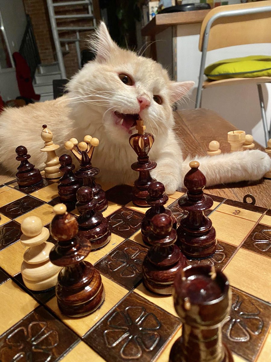 FBB_Officiel's tweet photo. #NachetezPasAdoptez 
Rubis, adopté dans l'Arche de BB, est devenu un expert aux échecs ! Sa nouvelle maman est Mélanie, une animalière de l'Arche de BB. Merci pour lui 💕

👉 Nos animaux à l'adoption : https://t.co/9mpoIjhafu https://t.co/tlZx0CTTA0