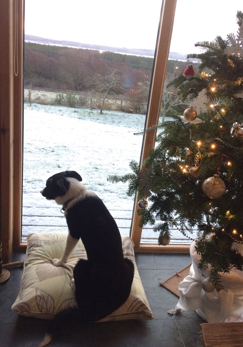 donald_lockhart's tweet photo. @metoffice Not quite a #WhiteChristmas in #Scotsburn but it’s #Flo’s first experience of snow https://t.co/hs2IkwWzwM