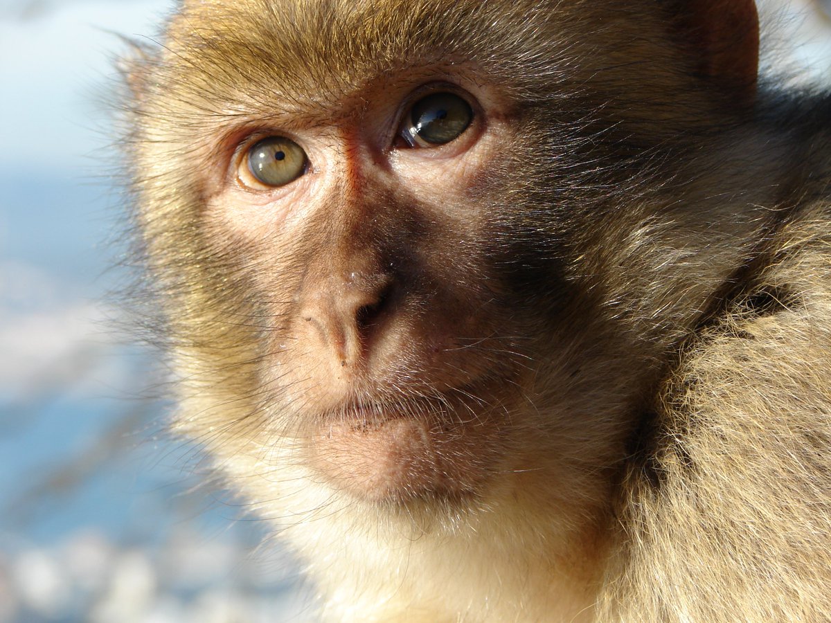 LBHistory's tweet image. The Gibraltar macaques are the only population of wild monkeys in Europe. (Not a history fact, I just thought it was interesting).