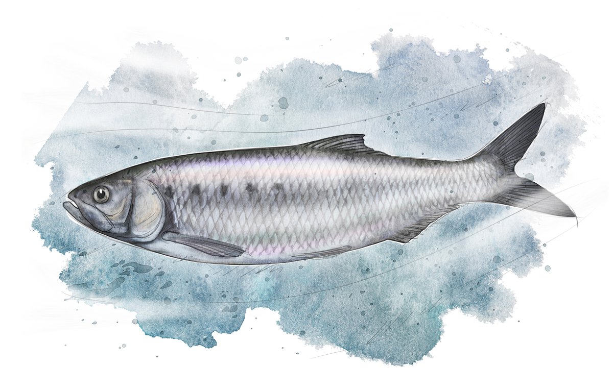 SevernUnlocked's tweet photo. Our Christmas Eve #FishOff is an important one - #Shad versus #Roach. We may be *slightly* biased on this one!😝 Read the tweets in this thread and let us know if you agree! #FishOfTheSevern https://t.co/FgUXAemDCw
