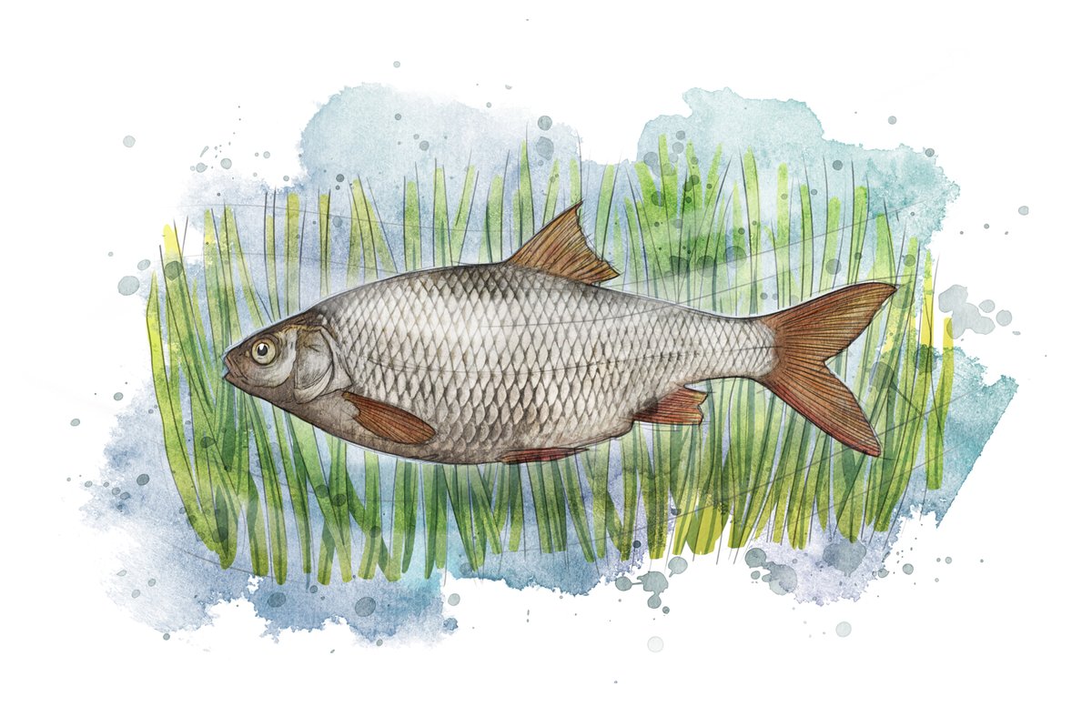 SevernUnlocked's tweet photo. Our Christmas Eve #FishOff is an important one - #Shad versus #Roach. We may be *slightly* biased on this one!😝 Read the tweets in this thread and let us know if you agree! #FishOfTheSevern https://t.co/FgUXAemDCw
