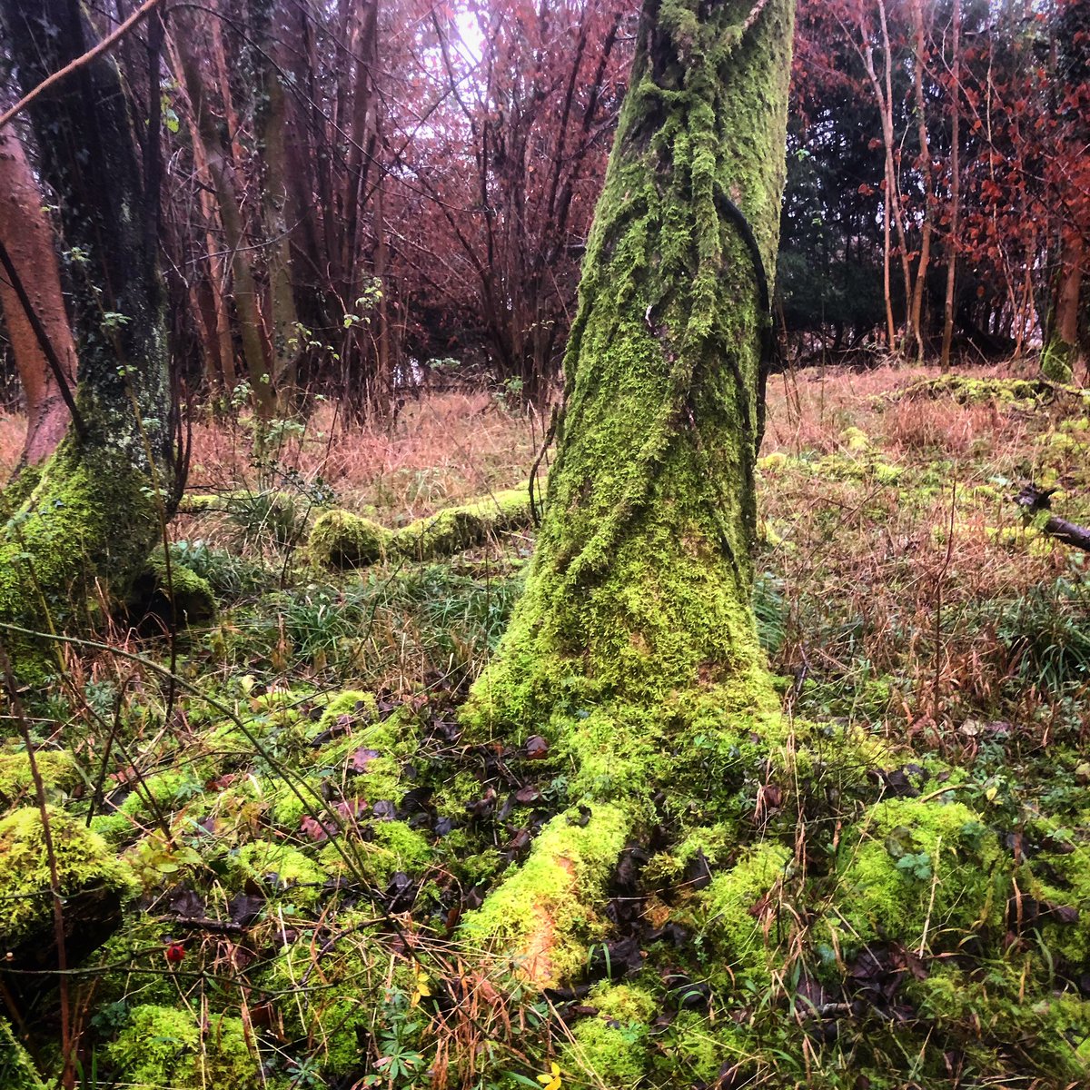 PhoebeRSmith's tweet image. Trees can be contorted, covered in moss and changed by storms they survive, but all these imperfections are often the reason that they are so beautiful... #lessonsfromnature #getoutside