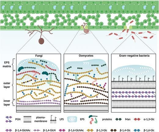 JXBot's tweet photo. #Review: Unraveling the sugar code: the role of microbial extracellular glycans in plant–microbe interactions https://t.co/qc6TX71hcP @alan_wanke
@MilenaMalisic Stephan Wawra @AlgaZuccaro
#glucan #immunity #microbes #symbiosis #chitin
#openaccess https://t.co/OFSCZPtJwd