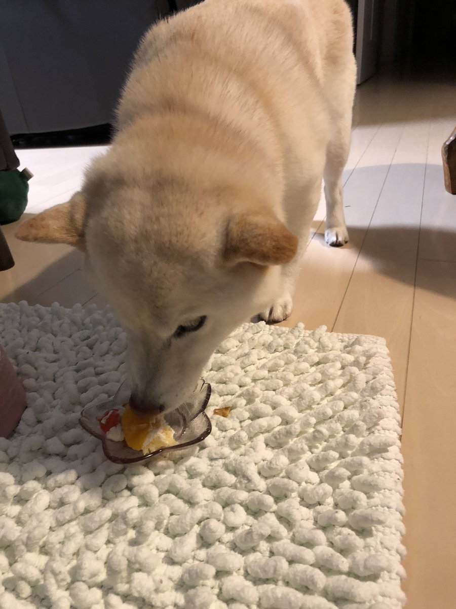 華酉 犬クリスマスケーキを食べ犬
