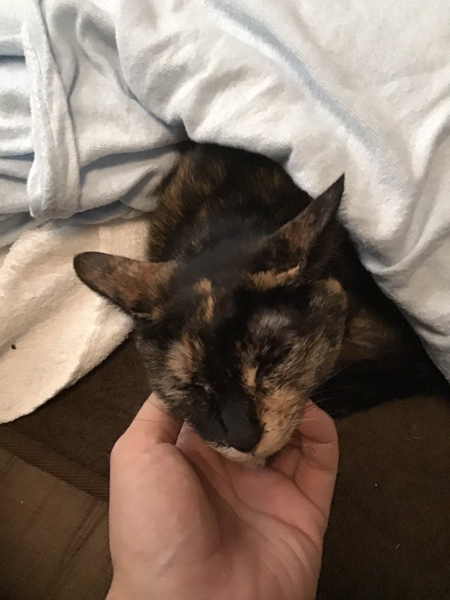 杉本＝ヨハネ@FT書房 tweet media