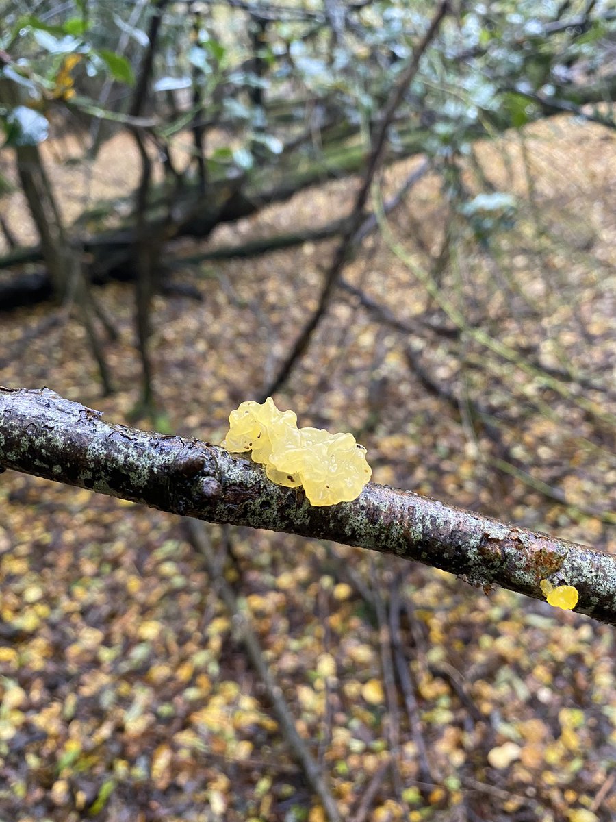 PatSeager1's tweet photo. @EFcountrycare I found some too - in Wintry Wood! https://t.co/PyFqmedWSB