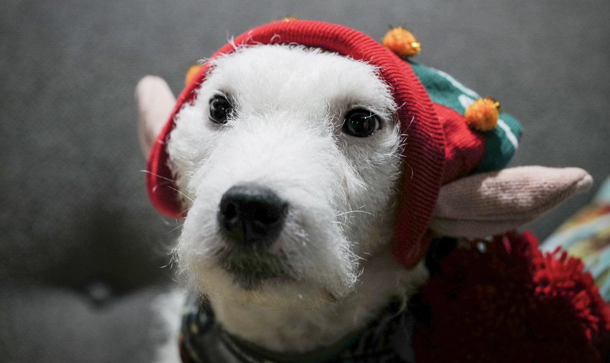 ReallyRealRes's tweet image. Merry Christmas from Director Dave and thanks for all your support in 2020 - PS: no terriers were harmed during the creation of this image @rarerevolutionmagazine @camraredisease @vix_gaz @jordanmossomphoto @rosslannon @dagmar_be @Adam_Pearson @JohnSwinney