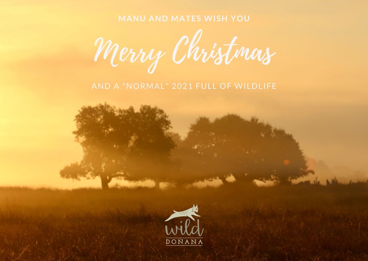 Wild Doñana (@wilddonana) on Twitter photo 