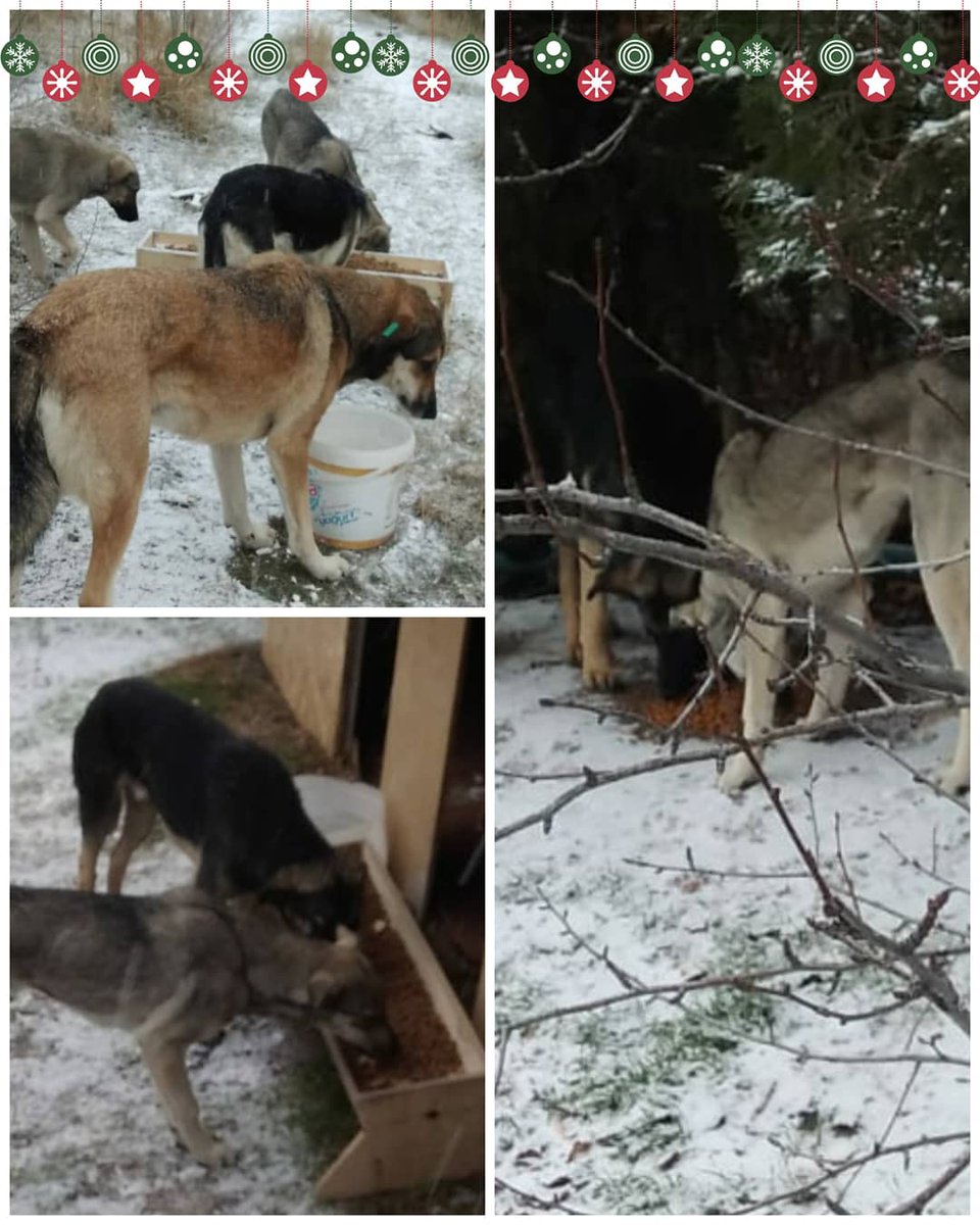 SimorgDernek's tweet photo. Ankaraya düşen ilk kar taneleri ve simorg çocuklarımızın kahvaltısı ❄❄🐶🐶💙💙
#Simorgcocuklari
#birkapmama  #destek  #hayvansever 
#mamayardımı #ankara  #köpek  #birkapsu #aşk 
#sevgi #mamadesteği 
#dog #doglovers 
#kedi #germany  #straydog 
#foranimals #instafollow #love https://t.co/tOrvfH0JIh