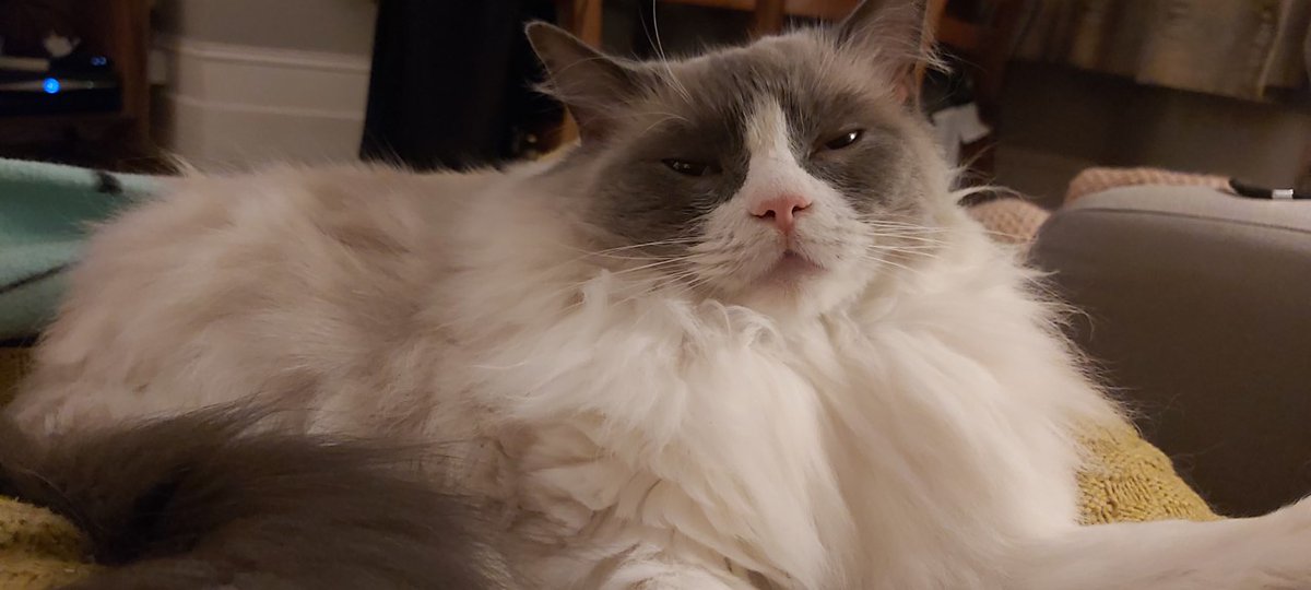 Think I've eaten too much. Oh well it's Christmas Eve! I'm not moving from the couch! Have fun everyone 🎄❤️
#ChristmasEve #CatsOfTwitter