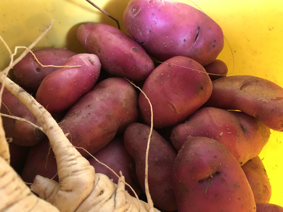 duurzaamtelen's tweet photo. Nog wat laatste #Roseval uit de tuin opgedregd: #aardappel #kerstmenu https://t.co/7dYmpgHfKM