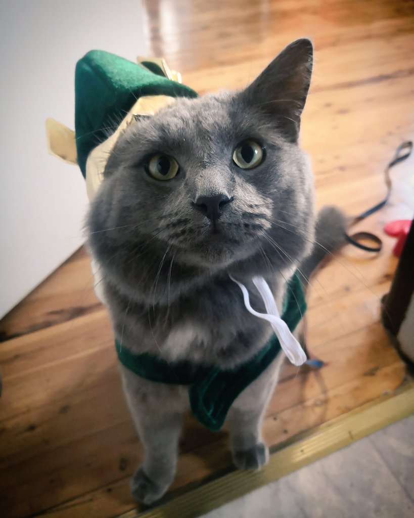 Merry Kittymas, from my favorite chonky, sneaky, fiesty fellow to yours (doesn't he faboulous and oh so innocent 😉) #alwayshungry #alwayscomplaining #spoiltkitty #catmom #xmascat #Phantom