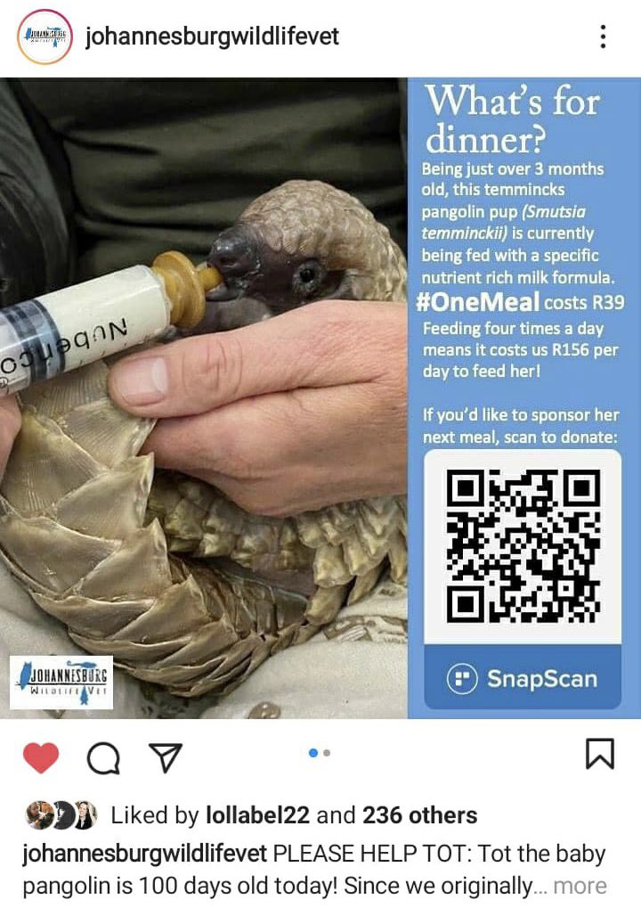 FixMoeti's tweet photo. This is Tot.

Listen to her story. Coming up on #YB5 on @5FM 12:40pm

#BabyPangolin #Johannesburgwildlifevet https://t.co/rAramxRd7E