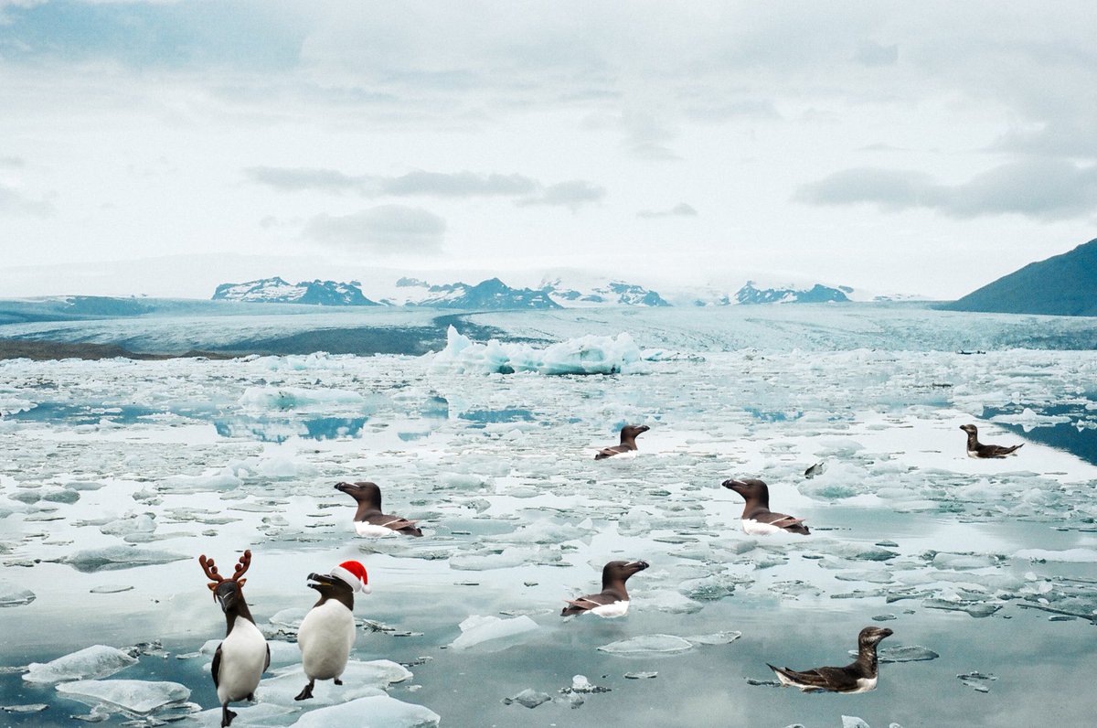 8 Razorbills rafting