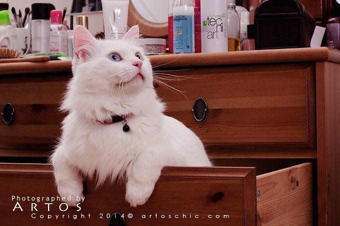 #عتيبة 
ثريد:-

أثر تربية الحيوانات الأليفة على الإنسان🐇🤍
نصيحة اذا ماكنت فاضي لايك وارجع لها بعدين🌿...