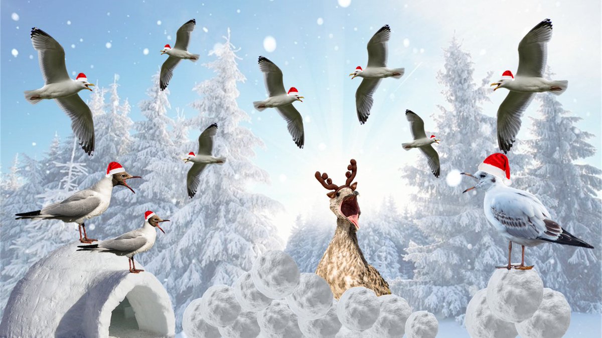 11 Gulls are Calling