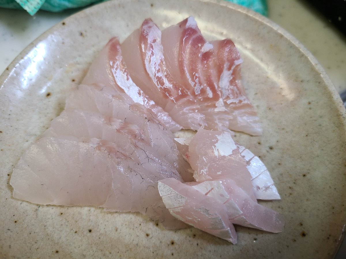 河合陸 釣った魚は基本全部食べちゃう人です これは先週釣ったヒラスズキ 打ち身になってしまったので刺身は少し臭いがあるかなぁ フライは旨し