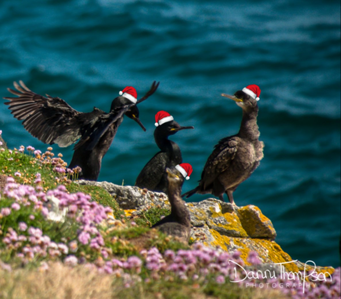 4 croaking Shags