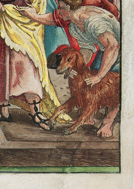 A hand-coloured close up of the dog. He’s a bit funny looking, his back foot looks more like a monkey paw. Thankfully the anatomical illustrations are better.