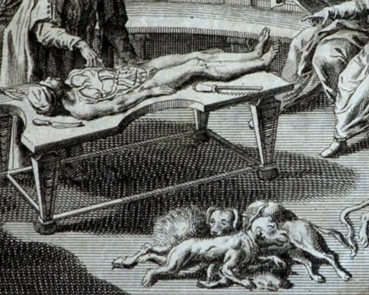 Here we have a little heap of dogs lying just under the dissection table