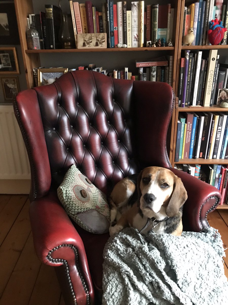 And to finish, here’s a dog not in a dissection room. This is Maisie, and today marks one year since she came to live with us.