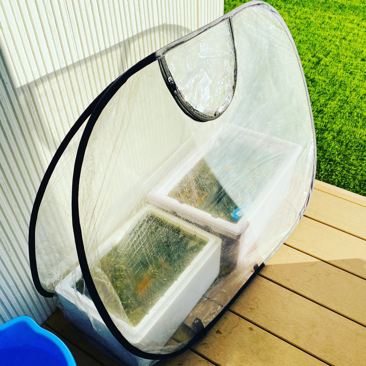 ともちん ビニールハウスで越冬です 外気温7 強風で寒いです ビニールハウス内の水温は15 メダカはゆったり泳いです ゾウリムシあげたら食べてます ともちん ビニールハウスで越冬です 外気温7 強風で寒いです ビニールハウス内の水温は15 メダカはゆったり泳いです ゾウリムシあげたら食べてます