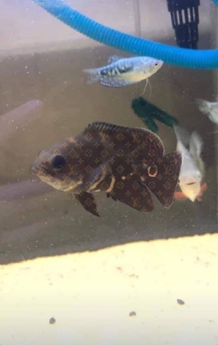 Grandma Used Her 1260 Leather Louis Vuitton Bag to Carry Fish #14 Grandma Used Her 1260 Leather Louis Vuitton Bag to Carry Fish