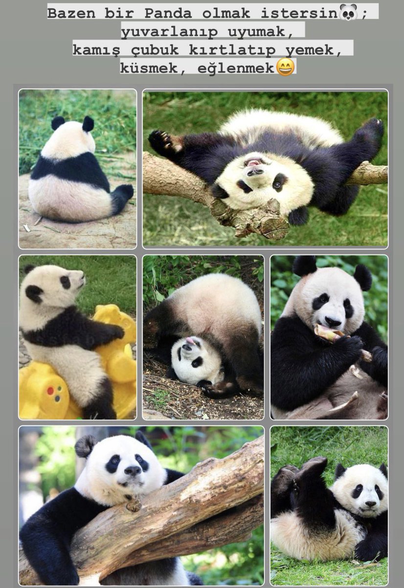 Sevin Hajiyeva tweet media