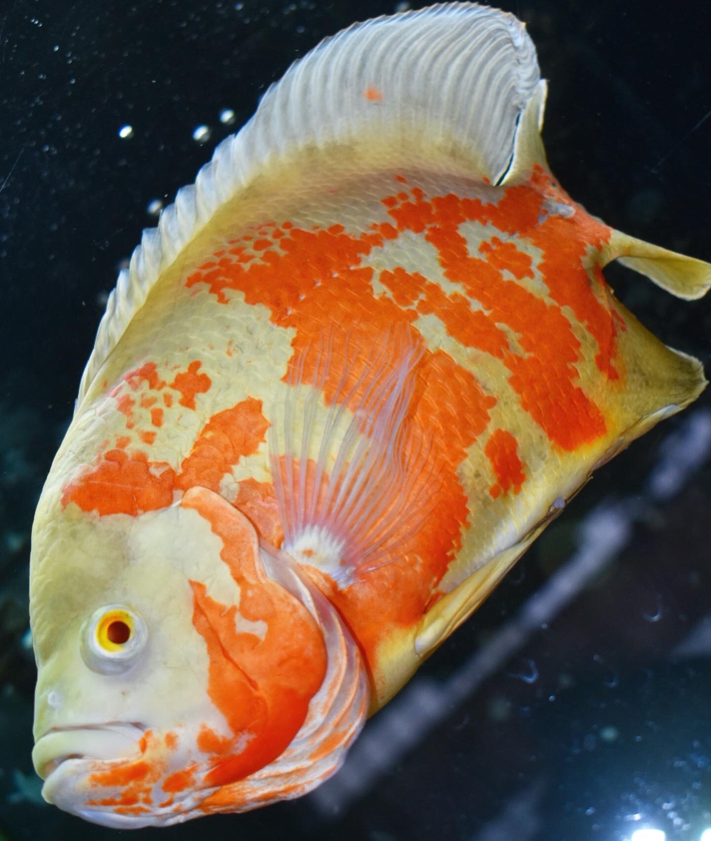 中型魚 Twitter Search Twitter