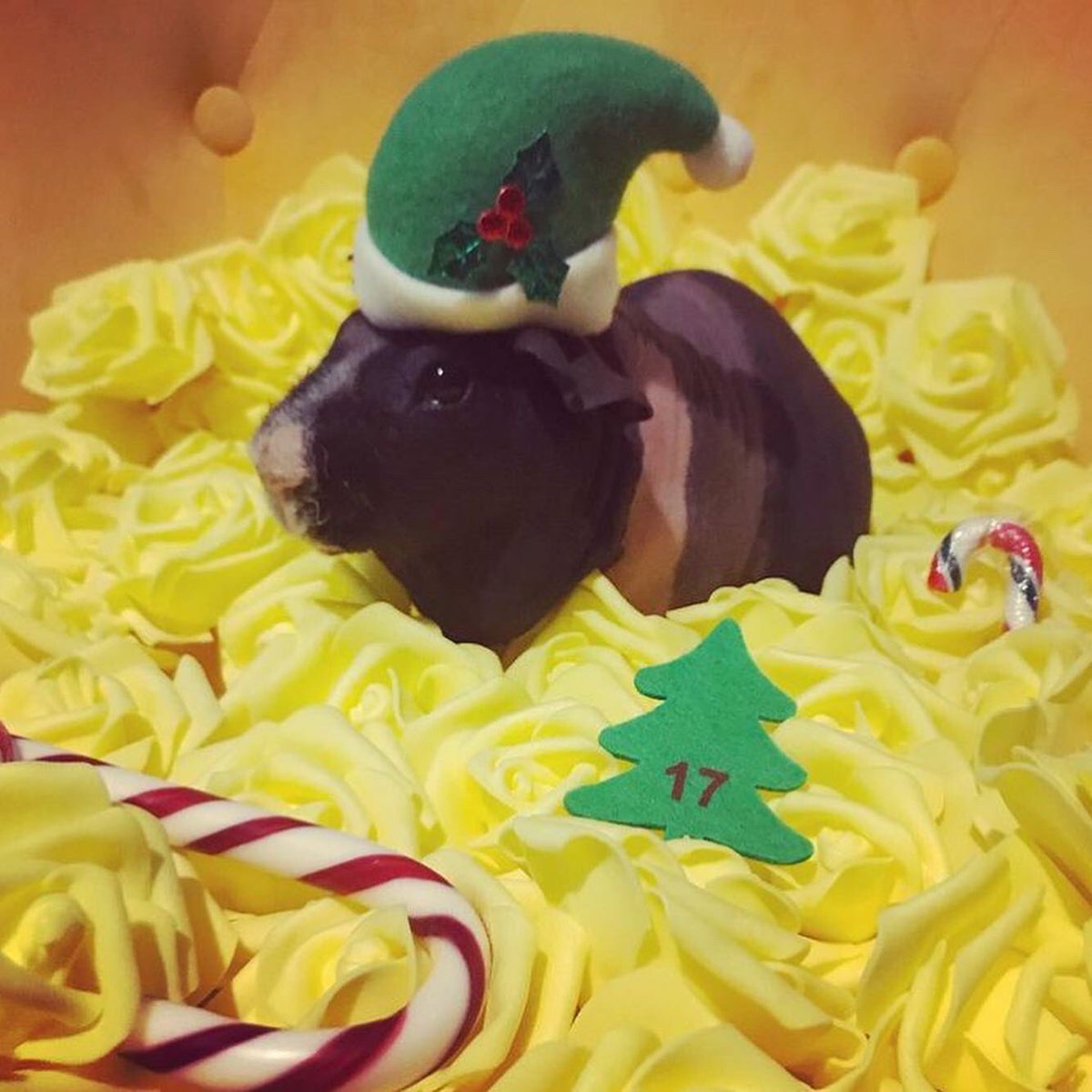 SwaggyZippy's tweet photo. Jour 17 !! Noël approche !! #lutindenoel #lutin #elf #christmas #christmaself #flowers #fleurs #rose #sucredorge #bonbon #candy #barleysugar #cute #guineapig #cochondinde #17 https://t.co/iM14johCA7