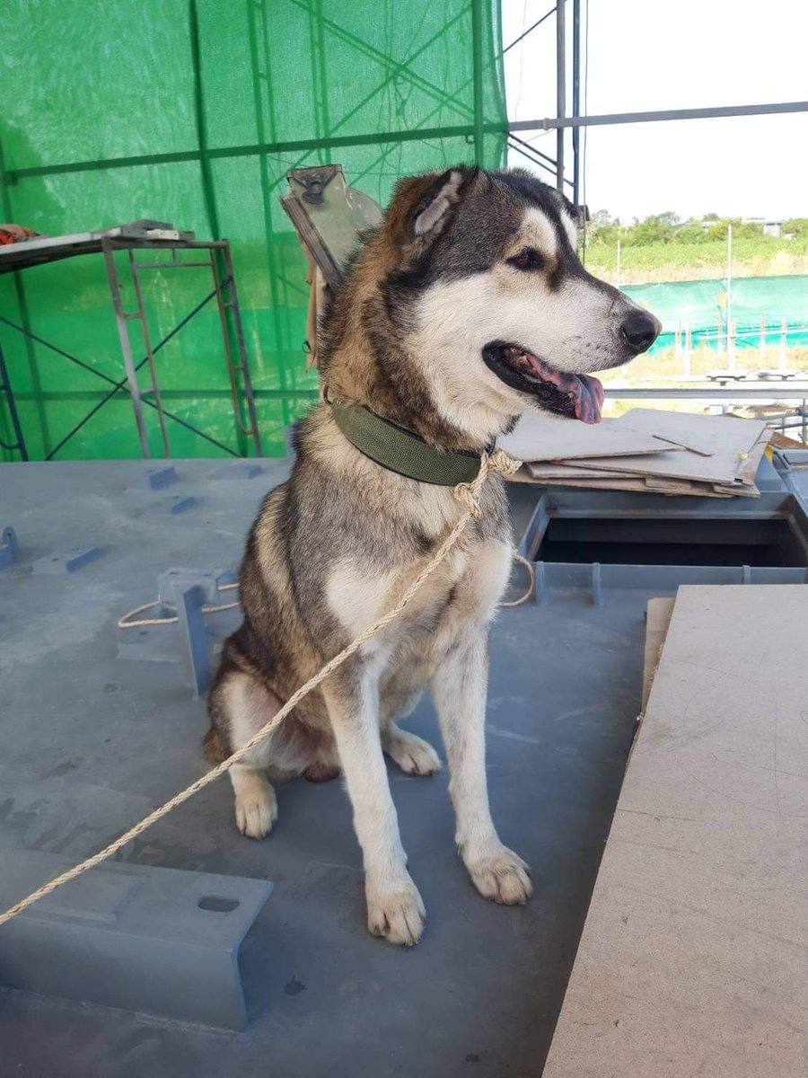 รักหมาจัง🐾 tweet media