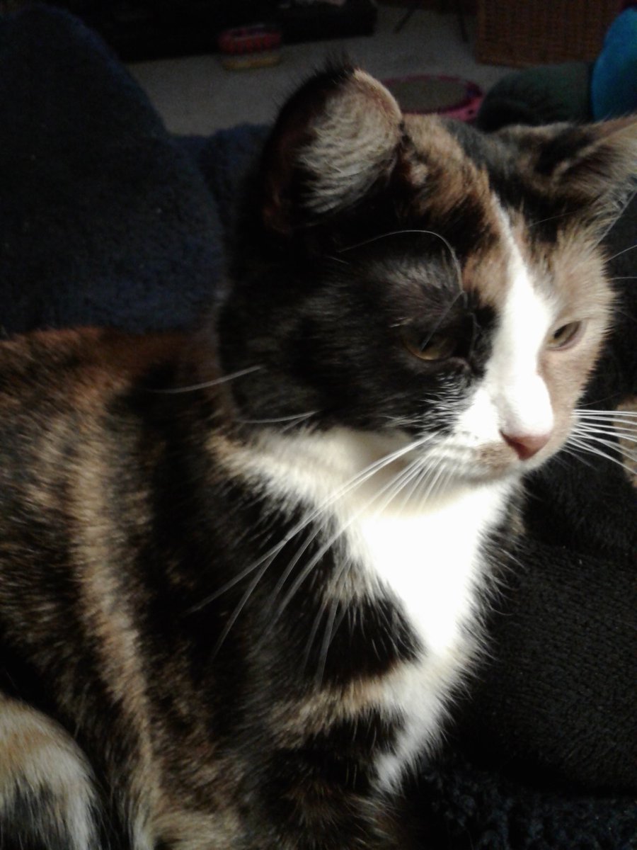 Here is my first #whiskerswednesday photo. The staff is still learning how to do this. #CatsOfTwitter