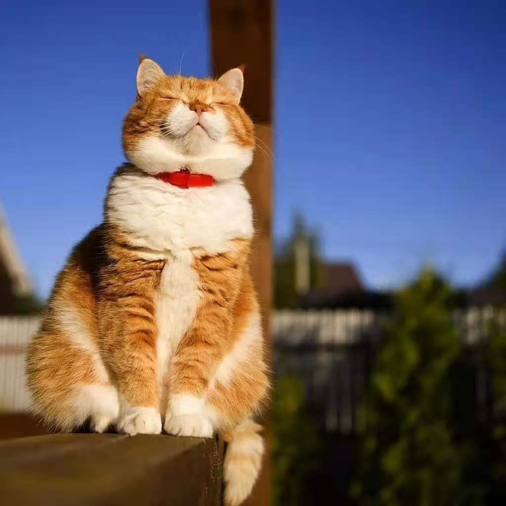 Довольный