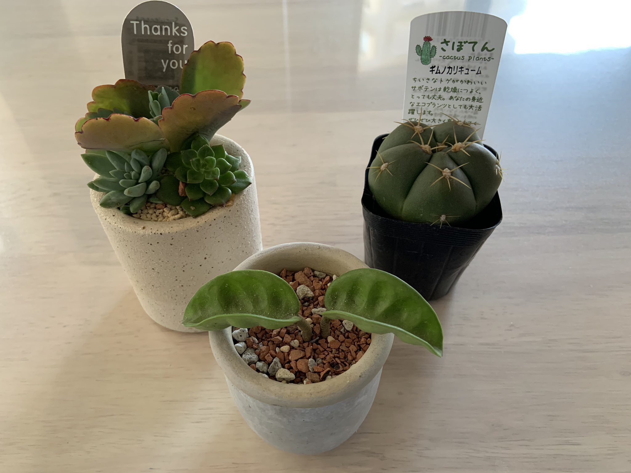 Gum 9 11歌姫デレ68 ユニ募感のある観葉植物を買ってみた どれも可愛い あかりんごの双葉 あきら風ギザギザの多肉植物 りあむっぽい丸いサボテン T Co Heypukcchh Twitter