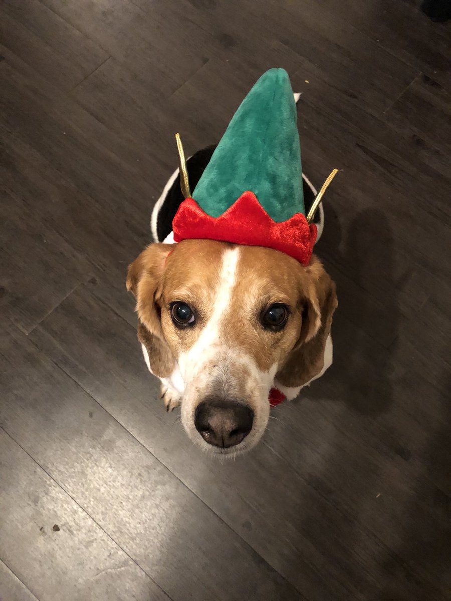 Look at that face!!! My coworker is all ready for the holidays!!! #beagle #rescue #classroomhelper