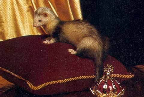 Ferrets4Elaina's tweet photo. @Elaina_Exe The queen has returned!!!! https://t.co/vhAK1oYI99