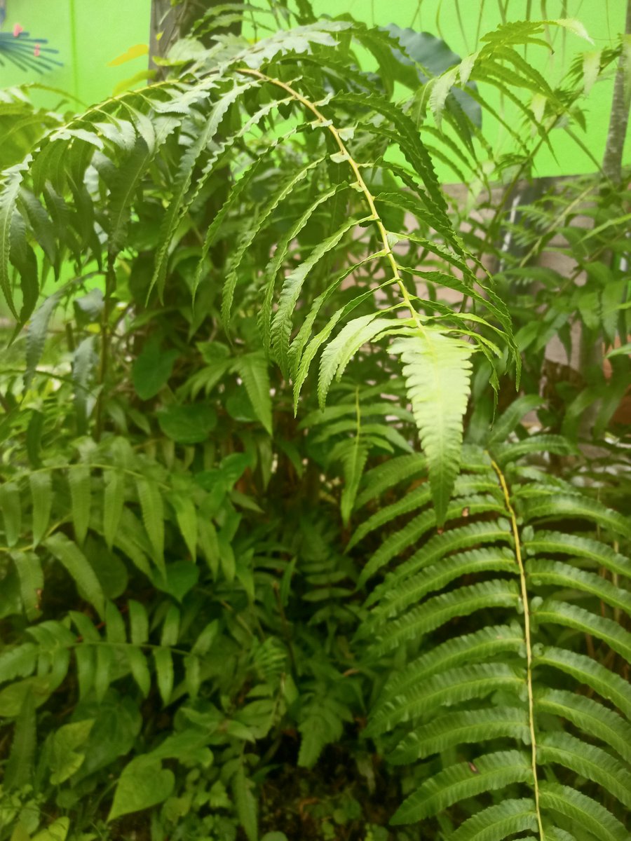 tanam 'Diplazium esculentum' paku tanjung daa ...