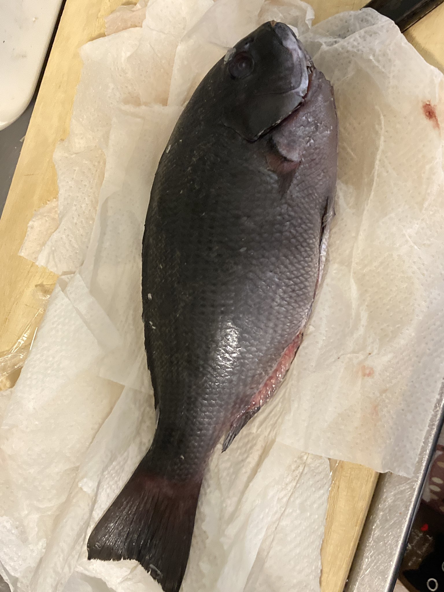しょーや 昨日 今日で 新鮮なグレ メジナ を買ってきて お刺身 炙り あら汁のおじや 塩焼き と頂きました 魚捌きの師匠であるあっきーのアドバイスのおかげで 今朝の塩焼きも 身がプリプリふわふわで塩味が効いてて それはもう 絶品でした しょーや 昨日 今日で 新鮮なグレ メジナ を買ってきて お刺身 炙り あら汁のおじや 塩焼き と頂きました 魚捌きの師匠であるあっきーのアドバイスのおかげで 今朝の塩焼きも 身がプリプリふわふわで塩味が効いてて それはもう 絶品でした