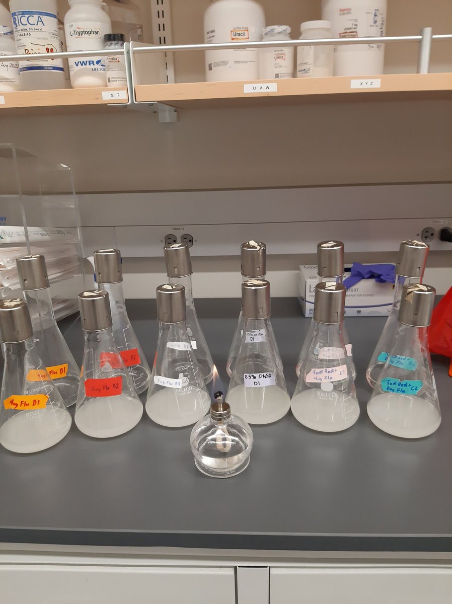 Sam Apodaca (@samapodaca_) on Twitter photo Last transfer of the evolution completed! After we collect our last time point on Friday we'll be moving onto analyzing barcode frequencies next year. #KGSlabEvolves <a href="/KaraSchmidlin/">Kara Schmidlin</a> <a href="/KSamerotte/">KerryGeilerSamerotte</a> <a href="/ASUBiodesign/">Biodesign Institute at Arizona State University</a> Last transfer of the evolution completed! After we collect our last time point on Friday we'll be moving onto analyzing barcode frequencies next year. #KGSlabEvolves <a href="/KaraSchmidlin/">Kara Schmidlin</a> <a href="/KSamerotte/">KerryGeilerSamerotte</a> <a href="/ASUBiodesign/">Biodesign Institute at Arizona State University</a>