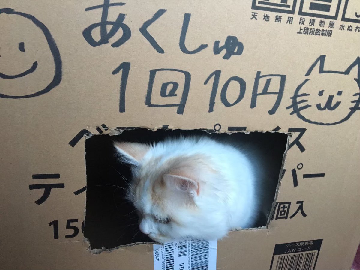 桃太郎 僕と握手しませんか 一回10円ですけど 猫好きさんと繋がりたい スコティッシュ ぬこ