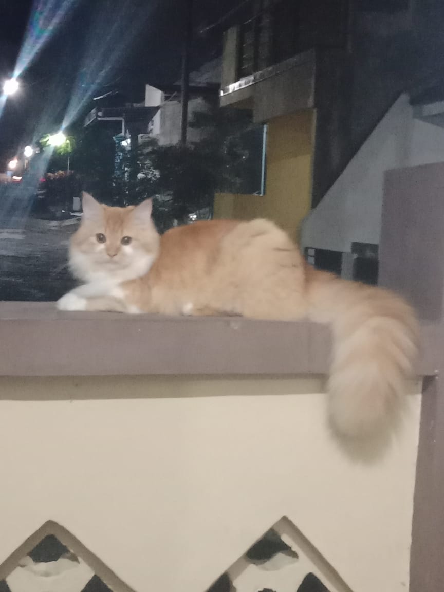 borusasadanya's tweet photo. Min @infomalang &amp; followersnya, mohon bantuannya kalo ada yg liat kucingku namanya kimmy, sudah 3 hari ga plg2, pdhal biasanya kalopun keluar selalu plg. Sdh tak cari dan tanya ke tetangga tp ga ada yg liat, mohon infoin ke sy kalo ada yg liat. https://t.co/SNpkyi4jr5