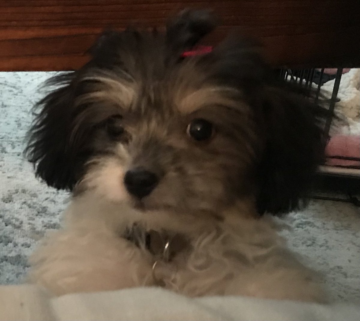 MariaSicaRoth's tweet photo. #pupweiser https://t.co/aJkY1fQXgm