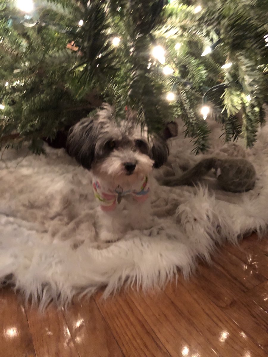 MariaSicaRoth's tweet photo. #pupweiser https://t.co/TQ6CkiCsXT