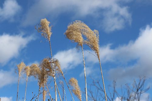 すすき Twitter Search