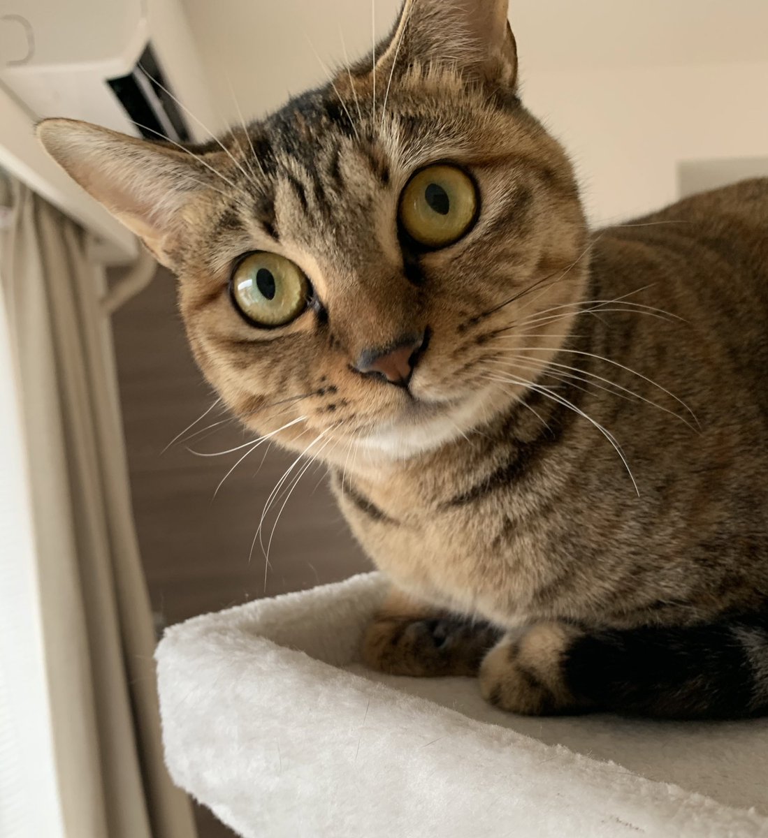 やそいち در توییتر ネコです 相変わらず懐くどころのさわぎではありません 隙あらば猫パンチをお見舞いしようとしてきます げんきです やそいち در توییتر ネコです 相変わらず懐くどころのさわぎではありません 隙あらば猫パンチをお見舞いしようとしてきます げんきです