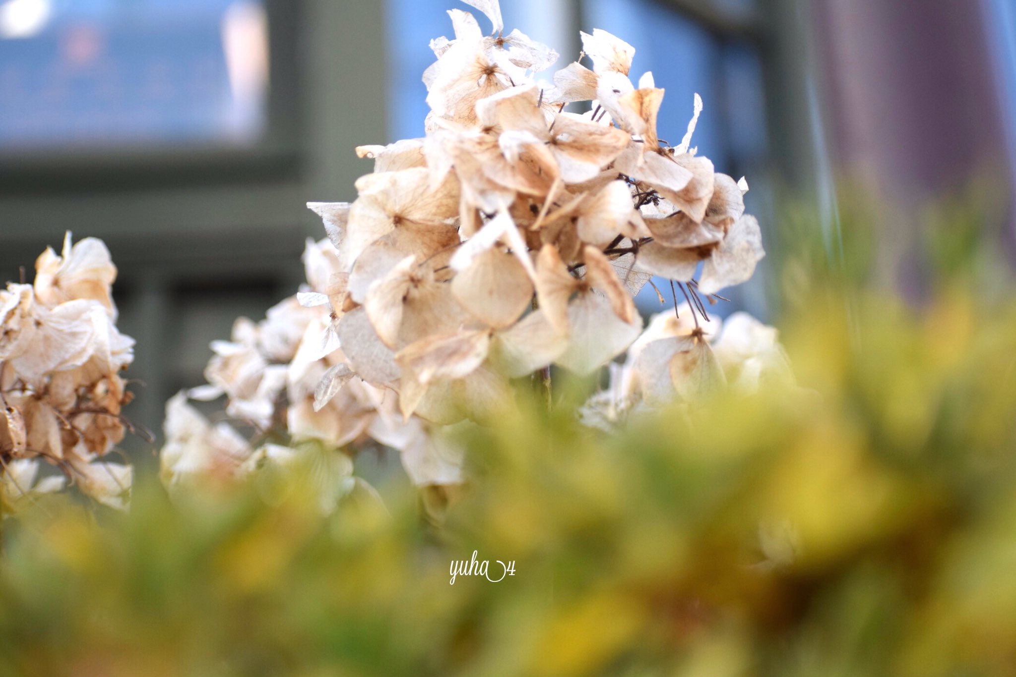 枯れた紫陽花 Twitter Search Twitter