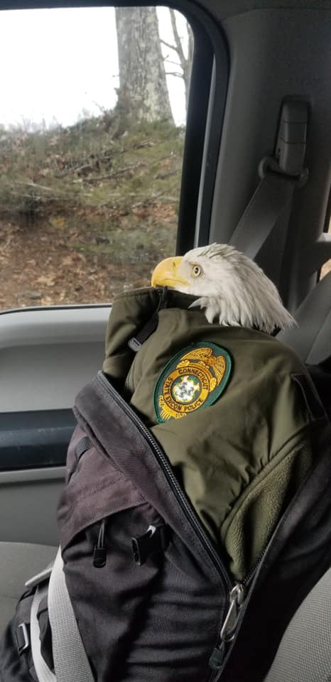A Connecticut State Environmental Conservation Police officer transported an injured eagle to a rehab center Wednesday after a hiker came across the bird in Thomaston and noticed it wasn't able to fly.