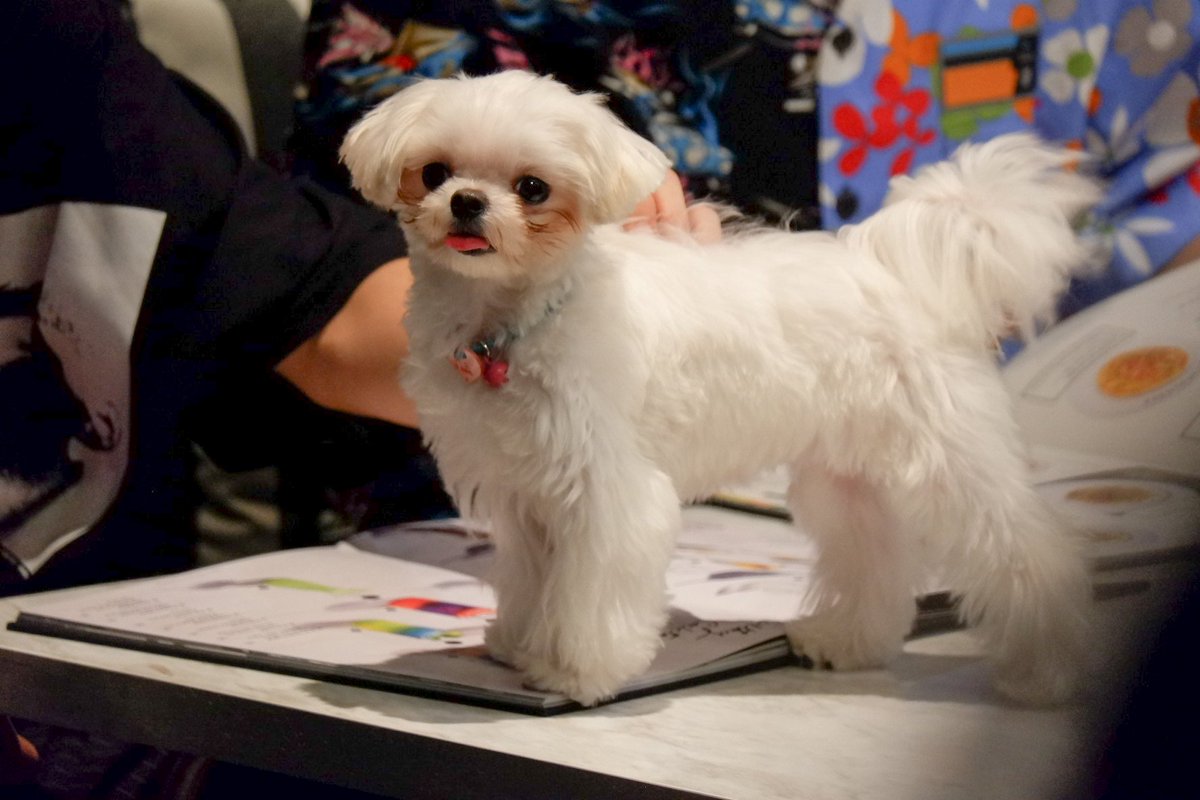 _nuna_ii's tweet image. สวัสดีค่า บี่บี๋น้อยยยย 😍😍
#GreyhoundCafe
#กันอรรถพันธ์